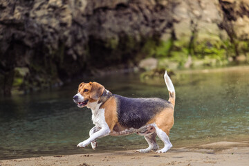Beagle mojado corriendo en la playa 