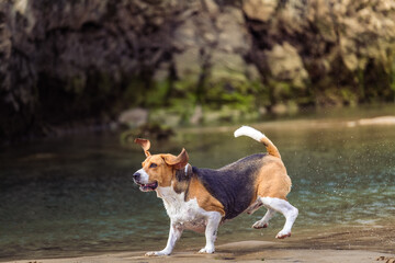 Naklejka na ściany i meble Beagle running on the beach with another dog