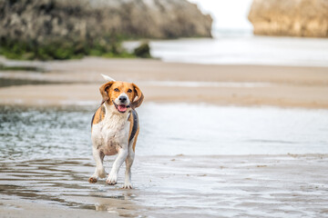 Foto de Stock Beagle jugando en la playa . Perro feliz en la playa.