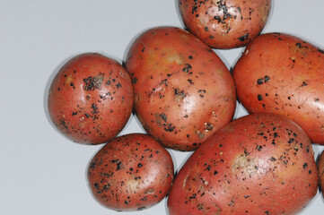 Wurzeltöterkrankheit,  Rhizoctonia solani, Kartoffelpocken