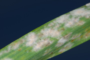 Echter Mehltau,  Erysiphe graminis,  Wintergerste