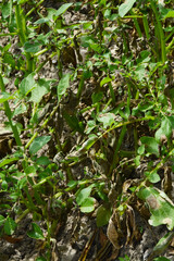 Kraut- und Knollenfäule, Phytophthora infestans,  Kartoffelpflanze