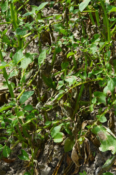 Kraut- und Knollenf&auml;ule, Phytophthora infestans,  Kartoffelpflanze