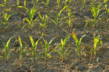 Mais, Phosphatmangel