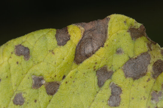 D&uuml;rrfleckenkrankheit,   Alternaria solani Sorauer, A. alternata (Fr.) , Kartoffel