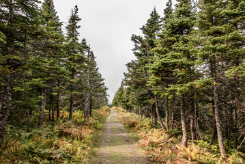 Mountain scenic trail after rain Green forest hill Cape Breton Highlands National Park Nova Scotia Canada
