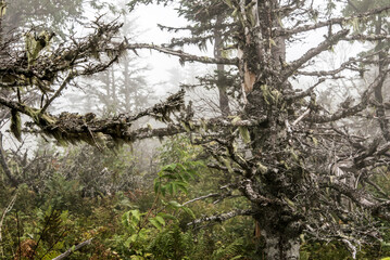 Mountain scenic trail after rain Green forest hill covered by fog Cape Breton Highlands National Park Nova Scotia Canada