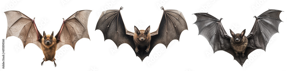 Wall mural set of a flying bats is cut out on a transparent background. mockup of a bats with spread wings in p