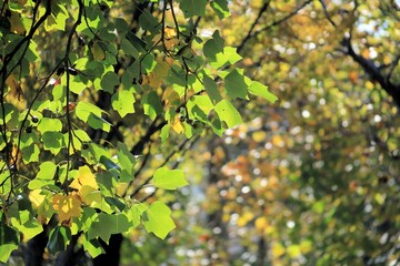 緑と黄色のカエデの葉