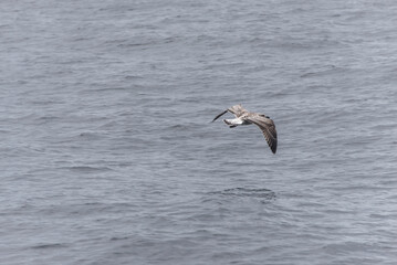 Fototapeta na wymiar Bald eagle flying over the water at watching Cape Breton Island National Park Cabot Trail Nova Scotia Highlands Canada