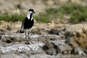 Spornkiebitz // Spur-winged lapwing (Vanellus spinosus) - Axios-Delta, Griechenland
