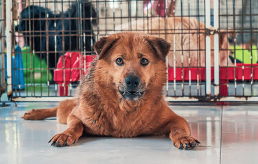 Sad dog in shelter waiting to be rescued and adopted to new home. Shelter for animals concept