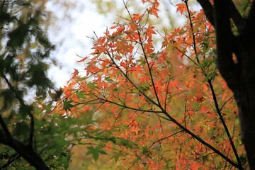 赤いモミジの紅葉