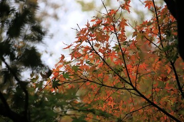 赤いモミジの紅葉