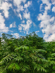 Fototapeta na wymiar green fern and the sky