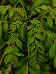 green leaves background