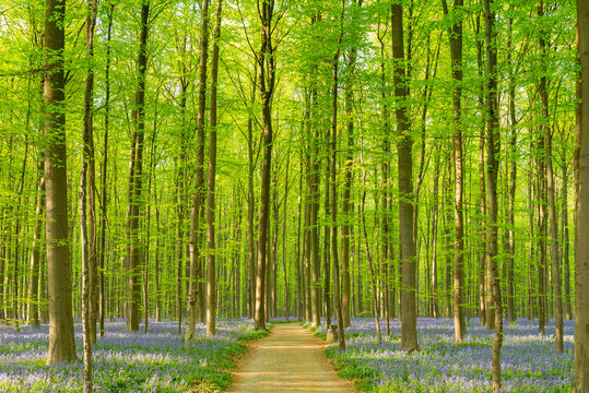 Spring at the beautiful Hallerbos in Flanders, Belgium. 