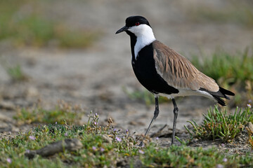 Spornkiebitz // Spur-winged lapwing (Vanellus spinosus) - Axios-Delta, Griechenland