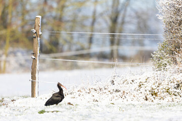 Wild northern bald ibis (Geronticus eremita) foraging in the snow