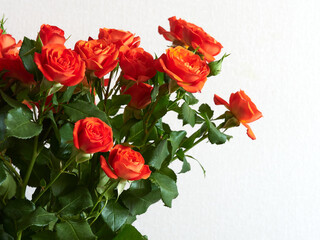 Beautiful red roses on a light background