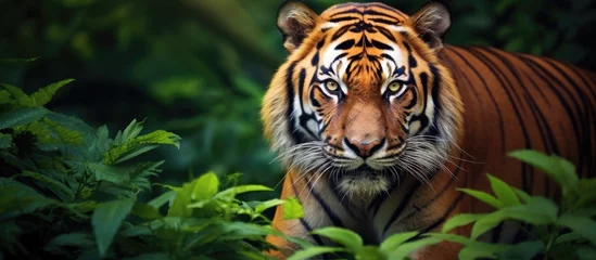 Schilderijen op glas Detailed view of a Bengal tiger © 2rogan