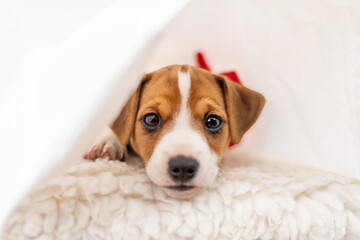 Most adorable Jack Russel terrier puppy with folded ears and cute eyes laying on the bed - obrazy, fototapety, plakaty