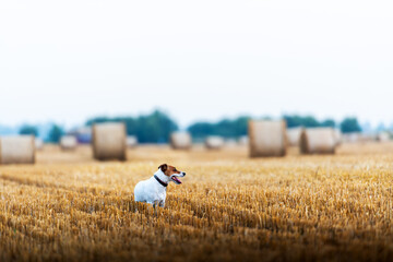 Jack Russell terrier dog on agricultural field with round bales of dry hay during sunset. Rural...