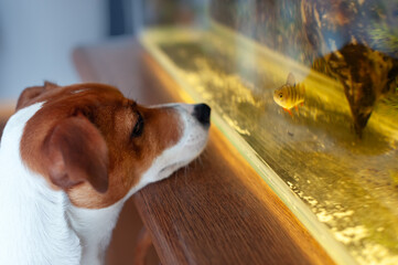 A dog Jack Russell Terrier breed and a perch fish look at each other through the glass of an aquarium