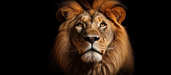 Fotobehang Lion from Africa © 2rogan