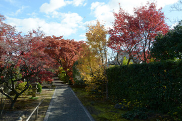 秋の妙心寺　大通院の境内　京都市右京区花園