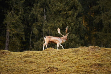 A sunlit red deer stag with new velvet antlers looks at the camera from the side. The majestic wild animal is alert and curious in the summer grassland. The photo has copy space for text.