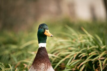 Mallard duck close-up. A gray duck with a green head sitting in the grass. Isolated close-up of the wild bird head with eyes visible.