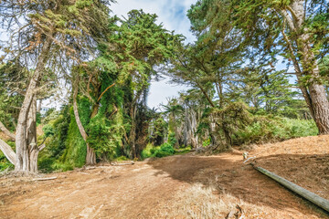 Beautiful view of old cypress trees on the side of a coastal bluff on the Land's End Trail in San...