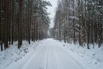WINTER ATTACK - Snow in forest on trees and on the forest road
