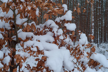WINTER ATTACK - Snow on dry brown leaves of a tree in the forest
