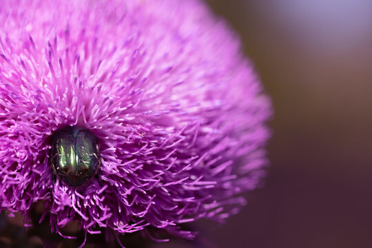 Blessed milk thistle pink flowers in field. Silybum marianum plant. St. Mary's thistle bloom pink. Close-up bee collecting pollen on purple thistle flower. Large purple wildflower with bee diving into