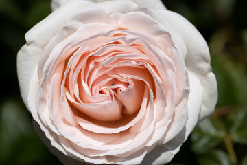 Close-up of a pink rose, background for a greeting card. Botanical picture