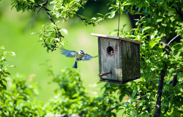 Parent brings food in flight to their newborn babies. Birds nest created inside an artificial house. Hungry little one waiting for his mother to bring him a worm. 