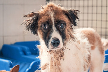 Sad dog in shelter waiting to be rescued and adopted to new home. Shelter for animals concept