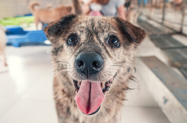 Sad dog in shelter waiting to be rescued and adopted to new home. Shelter for animals concept