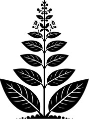 Clethraceae plant icon 4