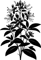 Cleomaceae plant icon 2