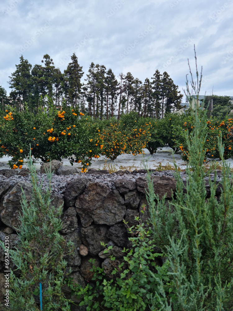 Canvas Prints this is a tangerine field visible beyond the stone wall.