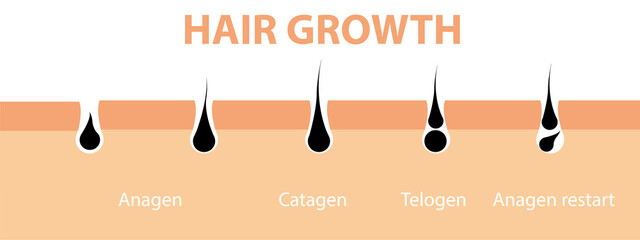 Hair growth cycle skin. Follicle anatomy anagen phase, hair growth diagram illustration. - obrazy, fototapety, plakaty