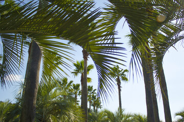 This is a low view of palm trees.