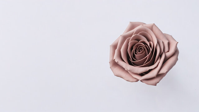 Rosy Brown rose on white background with copy space for text, top view