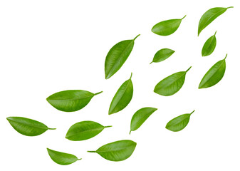 Naklejka premium Leaf citrus clipping path