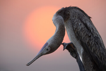 Socotra cormorant preening during sunrise, Bahrain - obrazy, fototapety, plakaty