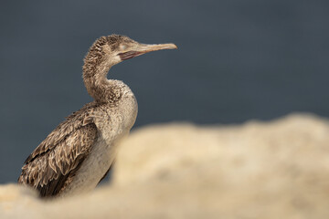 Socotra cormorant resting at Busaiteen coast, Bahrain