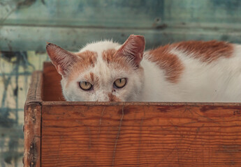 Cat pound. Close-up shot of homeless stray cat living in the animal shelter. Shelter for animals...